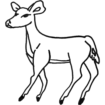 Deer